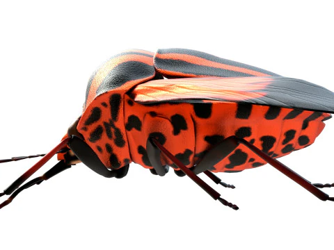 Minstrel bug 3D Model