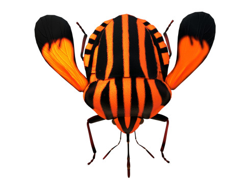 Minstrel bug 3D मॉडल