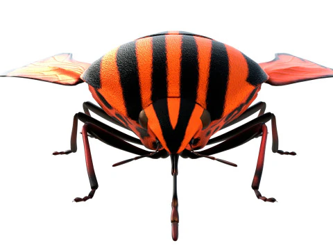 Minstrel bug 3D Model