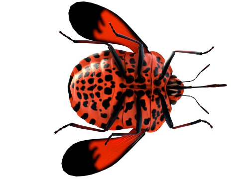 Minstrel bug 3D Model
