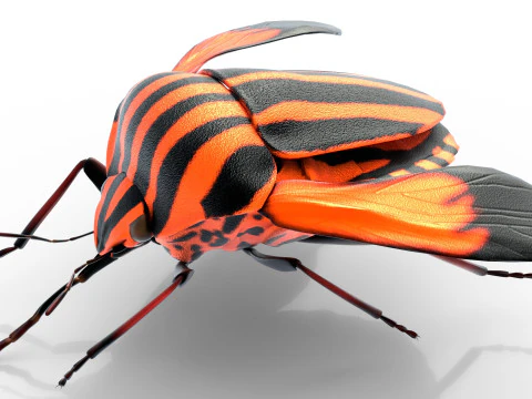 Minstrel bug 3D Model