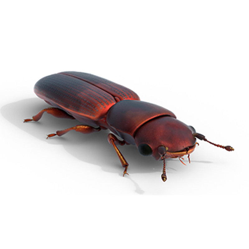 Minute Clubbed Beetles Modelo 3D .c4d .max .obj .3ds .fbx .stl .blend