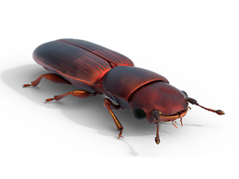 Minute Clubbed Beetles Modèle 3D