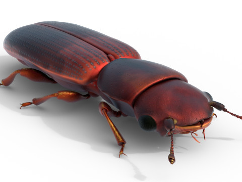 Minute Clubbed Beetles Modelo 3D