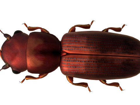 Minute Clubbed Beetles Modelo 3D
