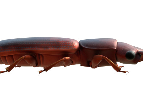 Minute Clubbed Beetles Modelo 3D