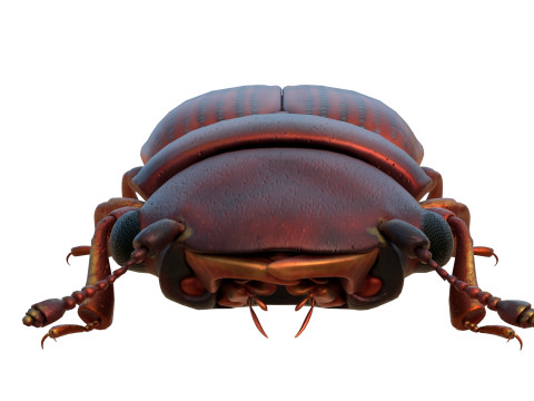 Minute Clubbed Beetles Modelo 3D