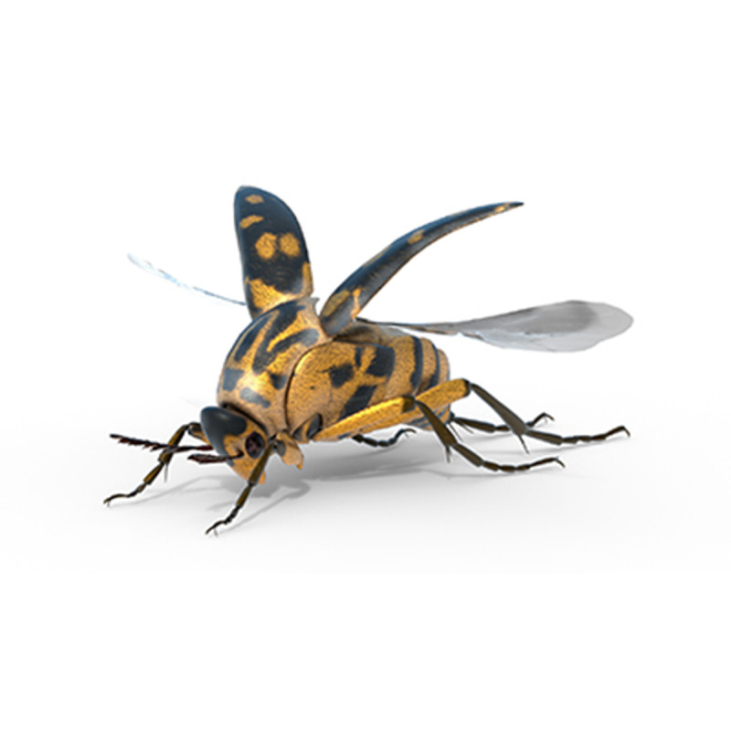 Mordellidae tumbling flower beetles 3D Model .c4d .max .obj .3ds .fbx .stl .blend 