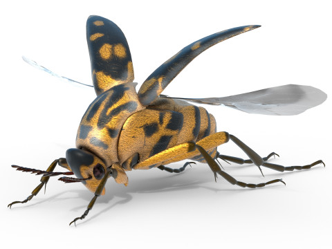 Mordellidae tumbling flower beetles 3D Model