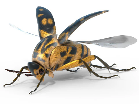 Mordellidae escarabajos de las flores que caen Modelo 3D