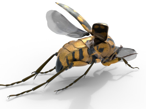 Mordellidae tumbling flower beetles 3D Model