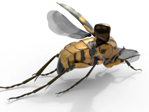 Mordellidae escarabajos de las flores que caen Modelo 3D