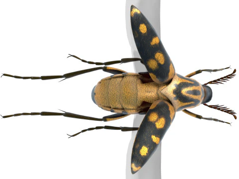 Mordellidae escarabajos de las flores que caen Modelo 3D