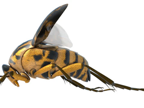 Mordellidae escarabajos de las flores que caen Modelo 3D