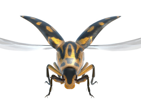 Mordellidae tumbling flower beetles 3D Model
