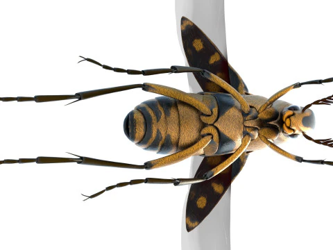 Mordellidae escarabajos de las flores que caen Modelo 3D