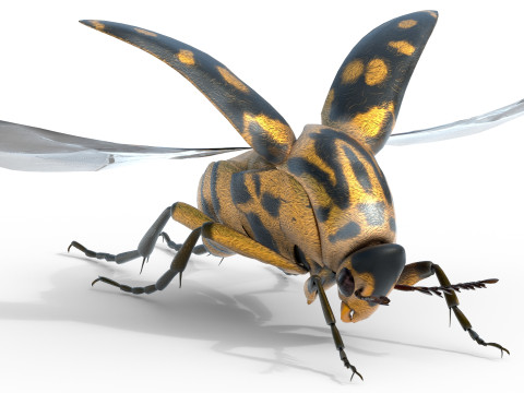 Mordellidae tumbling flower beetles 3D Model