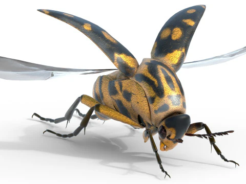 Mordellidae escarabajos de las flores que caen Modelo 3D