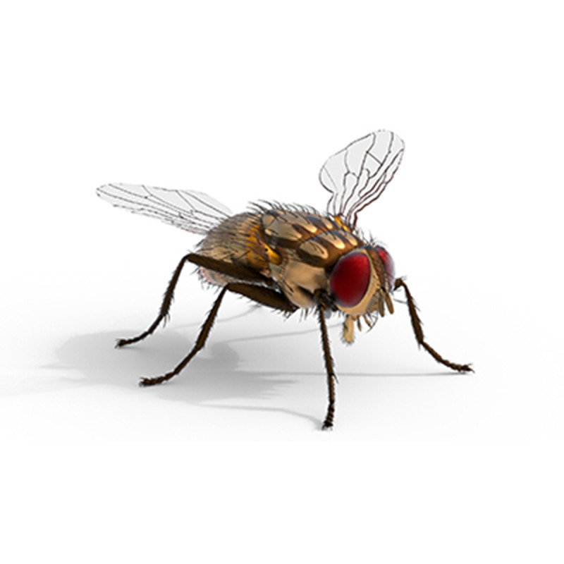 Musca domestica housefly 3D Model .c4d .max .obj .3ds .fbx .stl .blend 