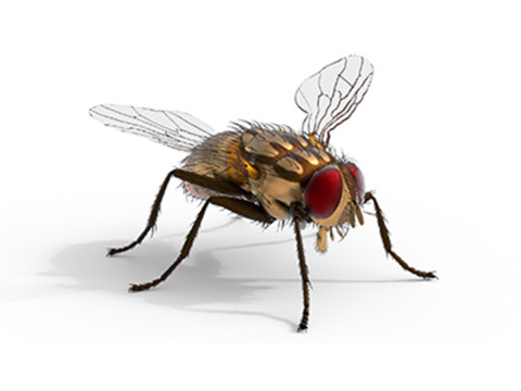 Musca domestica housefly Modelo 3D