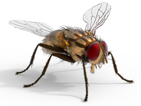 Musca domestica housefly 3D Model