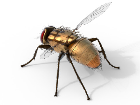 Musca domestica housefly 3D Model