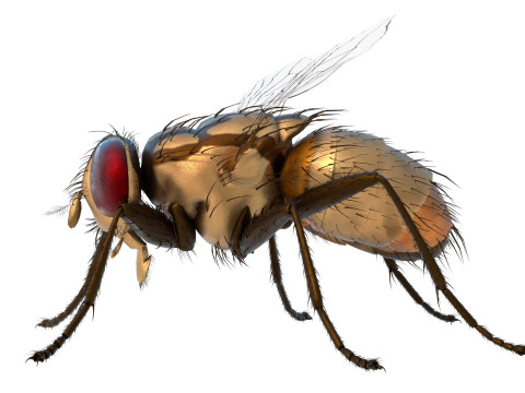 Musca domestica housefly 3D Model