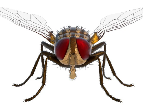 Lalat Musca domestica Model 3D