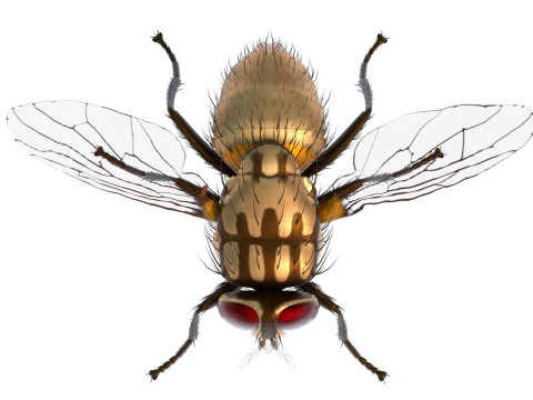Musca domestica housefly 3D Model