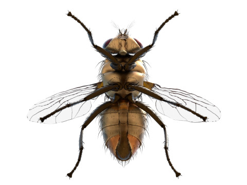Musca domestica housefly 3D Model
