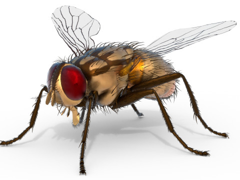 Musca domestica housefly 3D Model