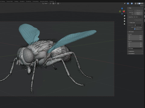 Musca domestica housefly 3D Model