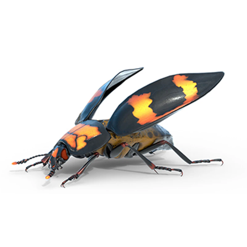 Nicrophorus vespilloides Beetle 3D Model .c4d .max .obj .3ds .fbx .stl .blend 