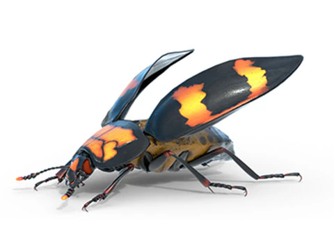 निक्रोफोरस वेस्पिलोइड्स बीटल 3D मॉडल