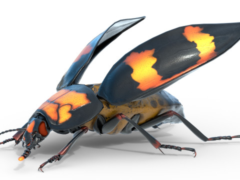 Nicrophorus vespilloides Beetle Modelo 3D