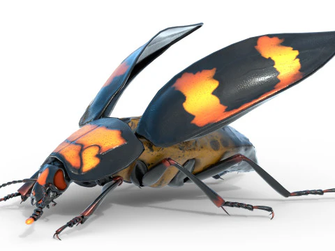 Nicrophorus vespilloides Beetle 3D Model
