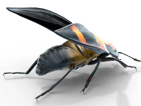 Nicrophorus vespilloides Beetle 3D Model