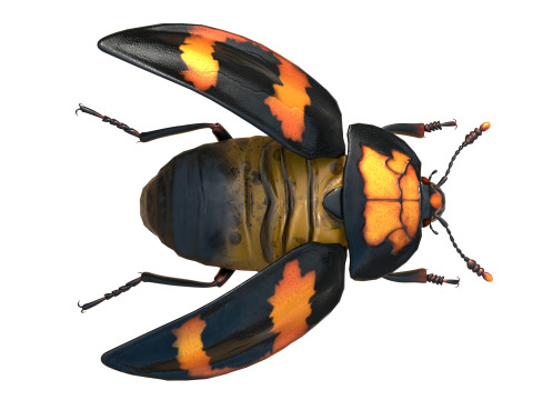 Nicrophorus vespilloides Beetle Modelo 3D