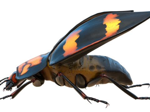 Nicrophorus vespilloides Beetle Modelo 3D