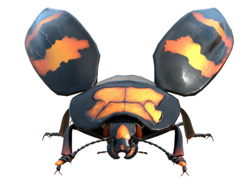 Nicrophorus vespilloides Beetle Modelo 3D