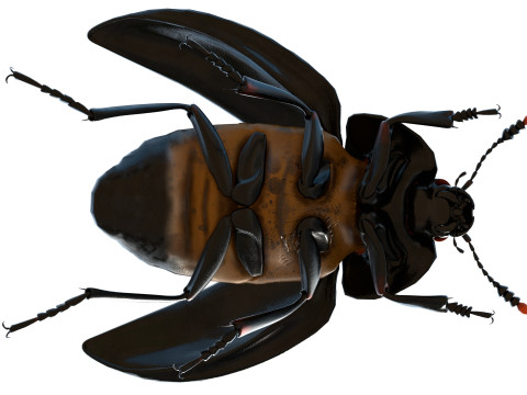 Nicrophorus vespilloides Beetle Modelo 3D