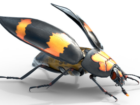 Nicrophorus vespilloides Beetle Modelo 3D