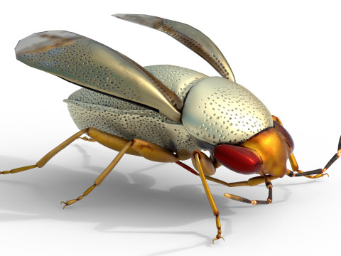 Piocoris varius insect Model 3D