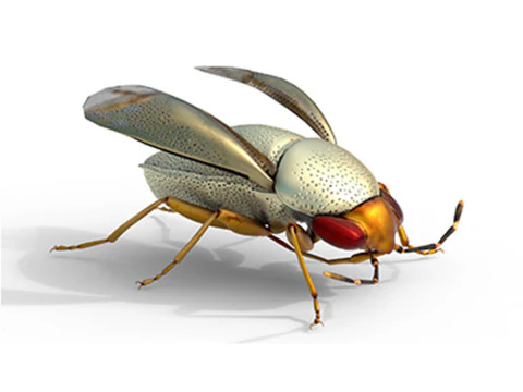 ピオコリス・バリウスの昆虫 3Dモデル