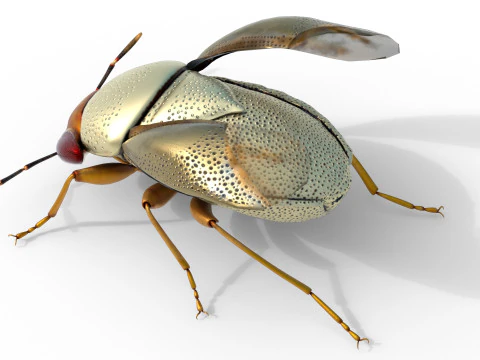 ピオコリス・バリウスの昆虫 3Dモデル