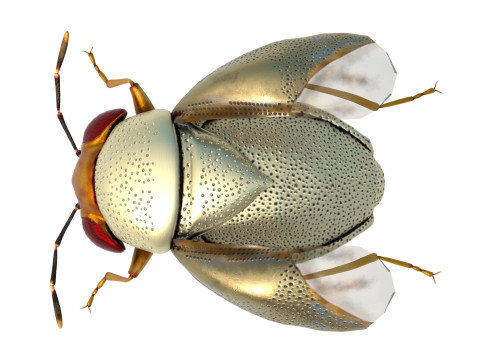 Piocoris varius insect Model 3D