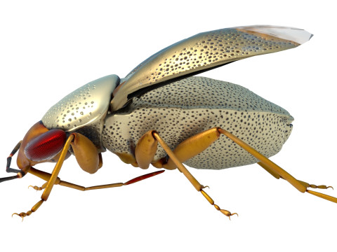 Piocoris varius insect Model 3D