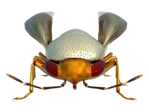 Piocoris varius insect Model 3D