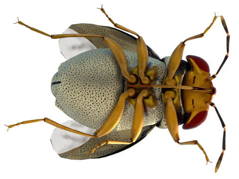 ピオコリス・バリウスの昆虫 3Dモデル