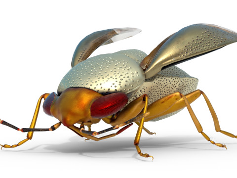 Piocoris varius insect Model 3D